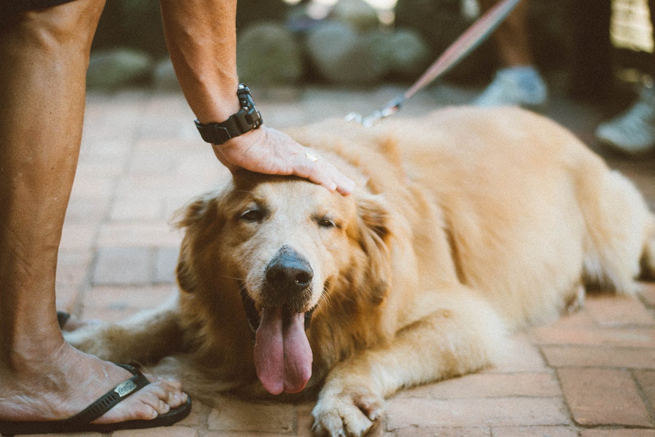 The Art of Drawing Readers In: Your attractive post title goes here A Golden Retriever being petted while lying outdoors, showing love and relaxation.