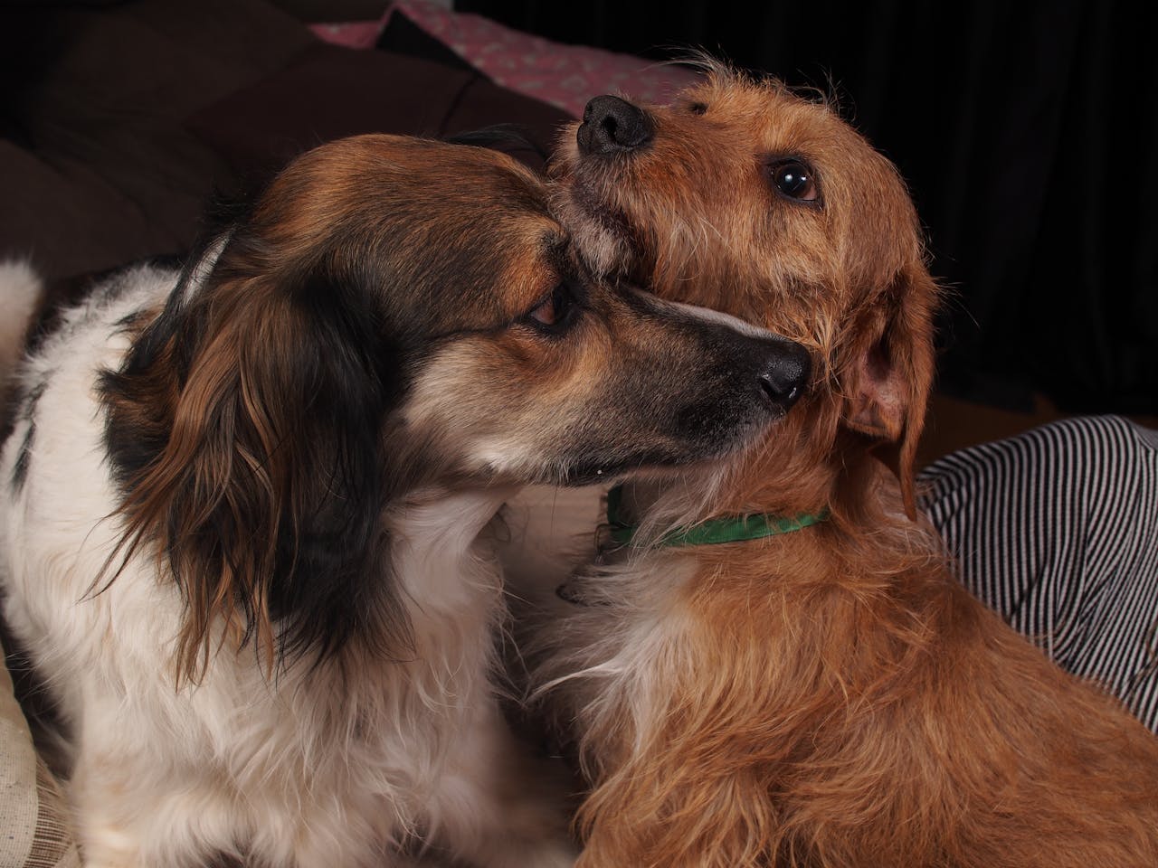 Services Two dogs showing affection and companionship indoors, capturing a heartwarming moment.