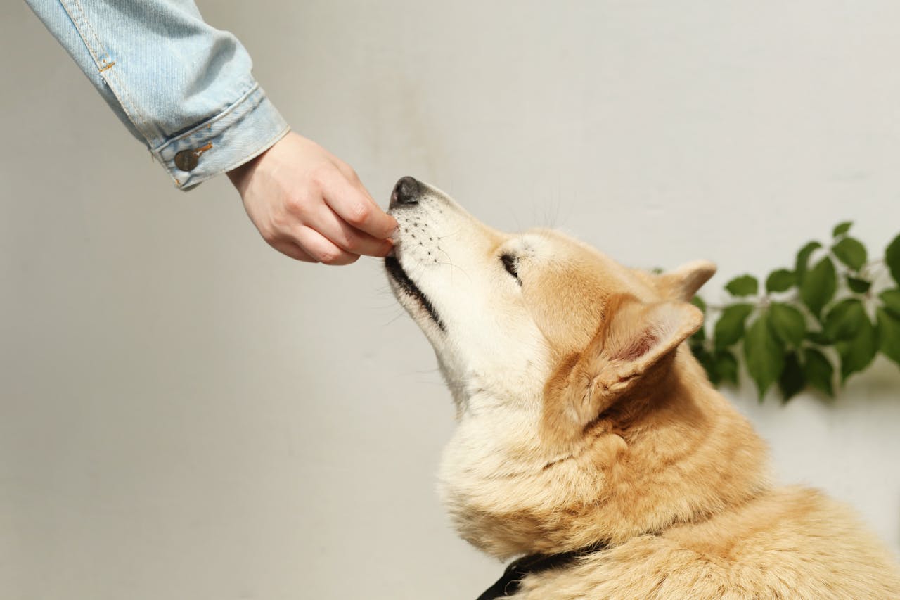 Crafting Captivating Headlines: Your awesome post title goes here A person in a denim jacket feeds a Shiba Inu dog a treat, showcasing companionship.