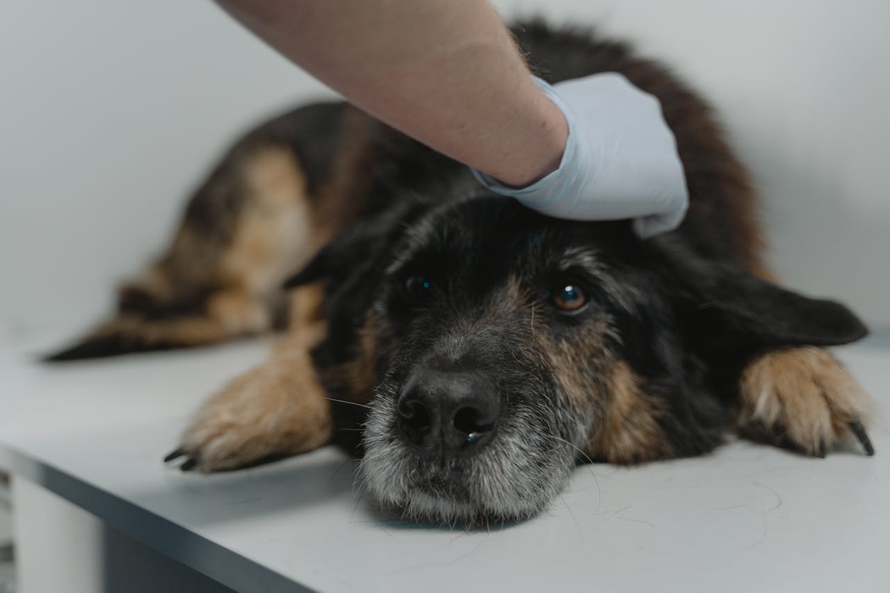 Mastering the First Impression: Your intriguing post title goes here Close-up of a black dog being examined by a veterinarian wearing gloves.