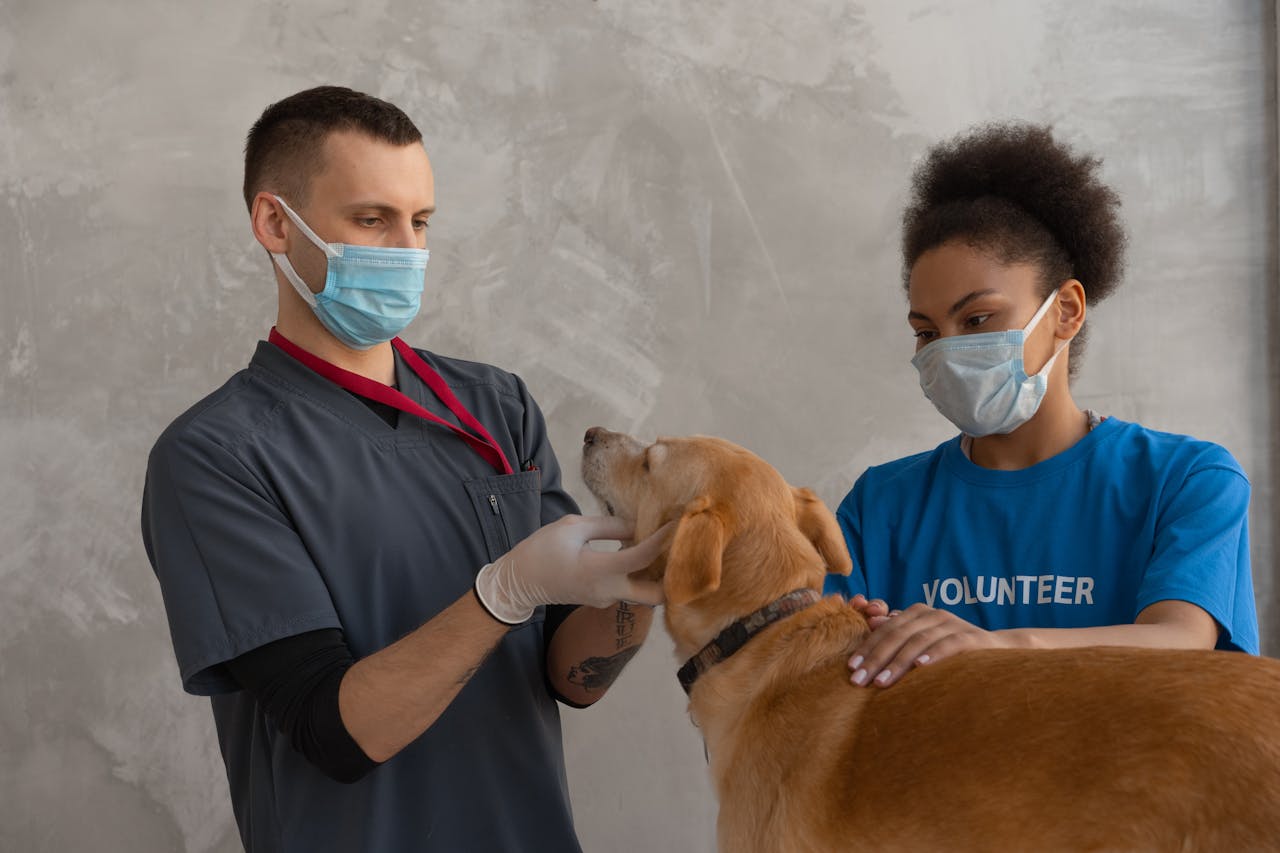Services A veterinarian and a volunteer attend to a dog during a check-up in a veterinary clinic.
