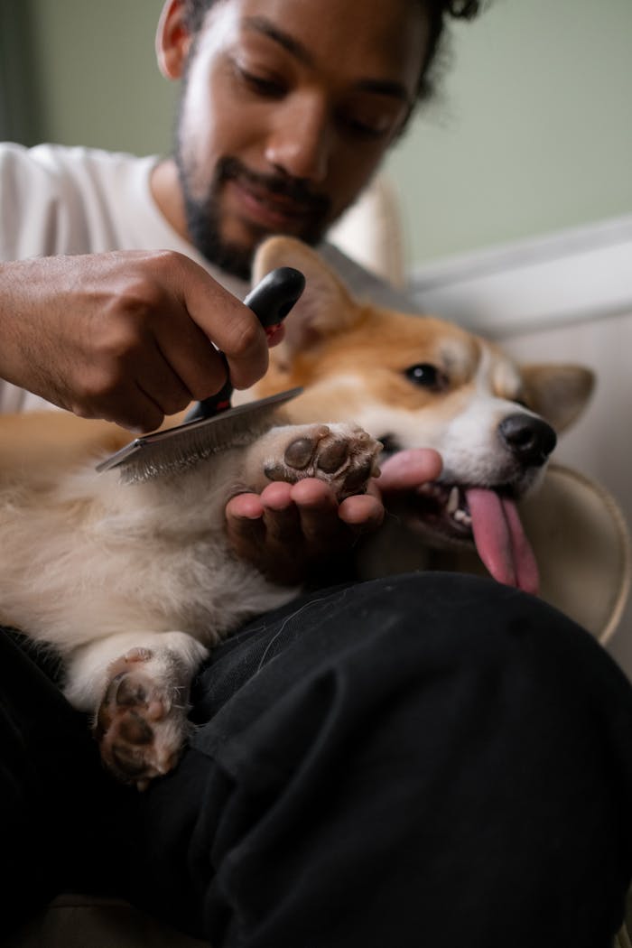 Services A man gently brushes a relaxed Corgi dog, showcasing pet care and bonding indoors.